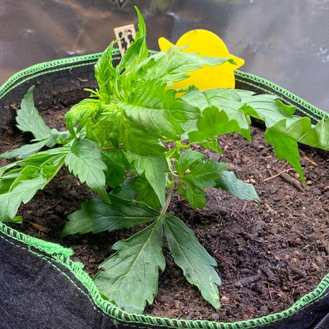 Cookies Gelato Auto growlog timeline photo