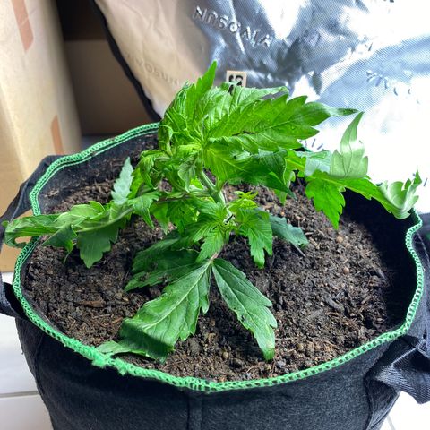Cookies Gelato Auto growlog timeline photo
