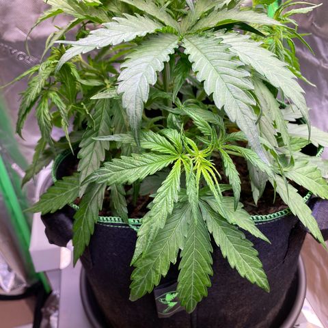 Amnesia Haze Auto growlog timeline photo