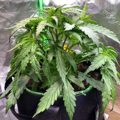 Amnesia Haze Auto growlog timeline photo