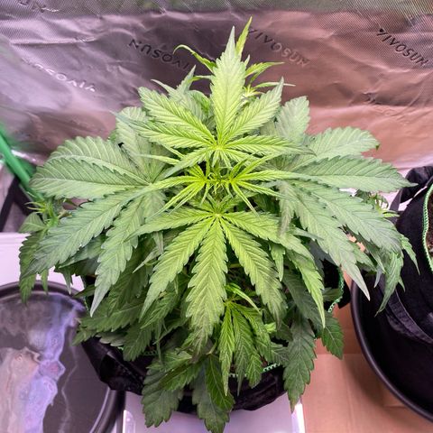 Amnesia Haze Auto growlog timeline photo
