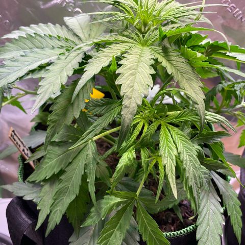 Amnesia Haze Auto growlog timeline photo