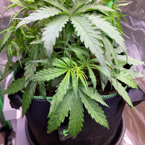 Amnesia Haze Auto growlog timeline photo