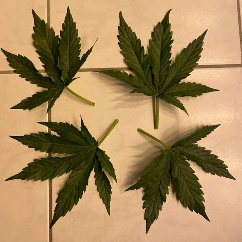Amnesia Haze Auto growlog timeline photo