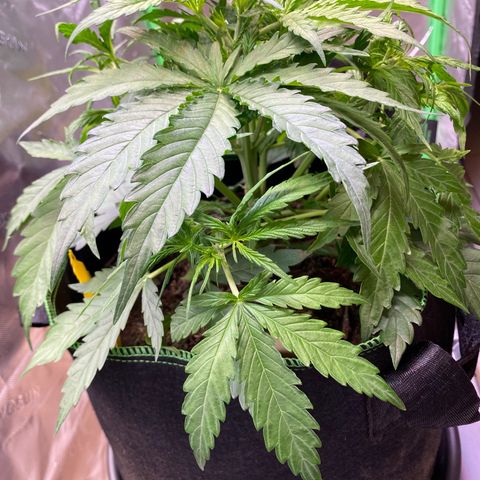 Amnesia Haze Auto growlog timeline photo