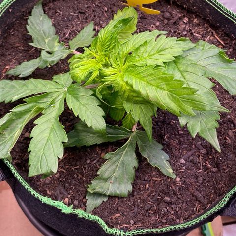 Cookies Gelato Auto growlog photo: Nach ca 1h etwas besser.
