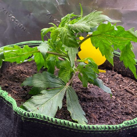 Cookies Gelato Auto growlog photo: Nach ca 1h etwas besser.