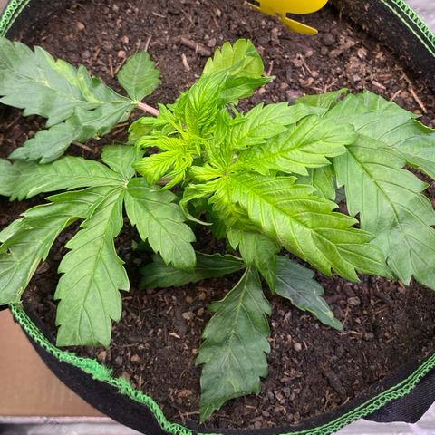 Cookies Gelato Auto growlog timeline photo