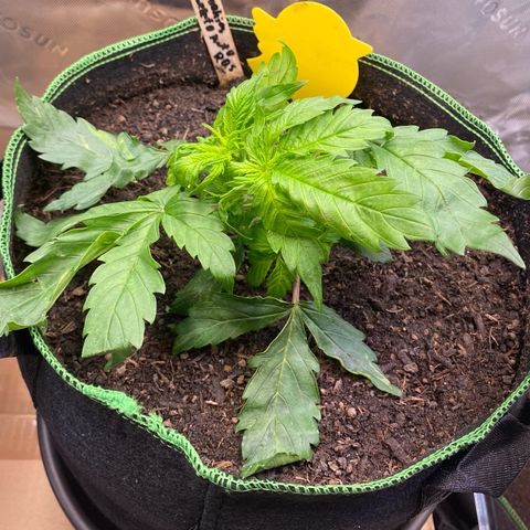 Cookies Gelato Auto growlog timeline photo