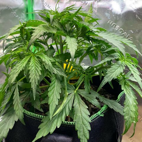 Amnesia Haze Auto growlog timeline photo