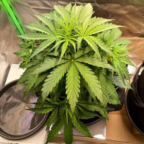 Amnesia Haze Auto growlog timeline photo