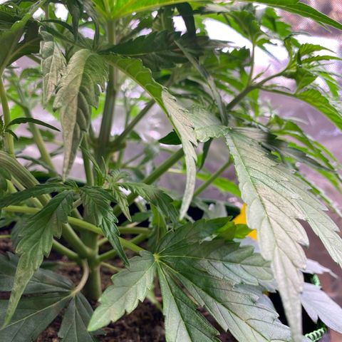 Amnesia Haze Auto growlog timeline photo