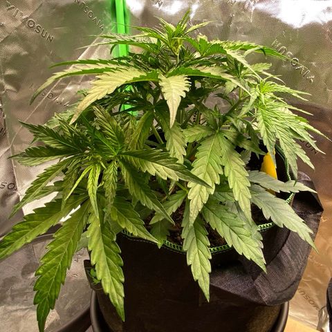 Amnesia Haze Auto growlog timeline photo