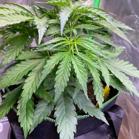 Amnesia Haze Auto growlog timeline photo