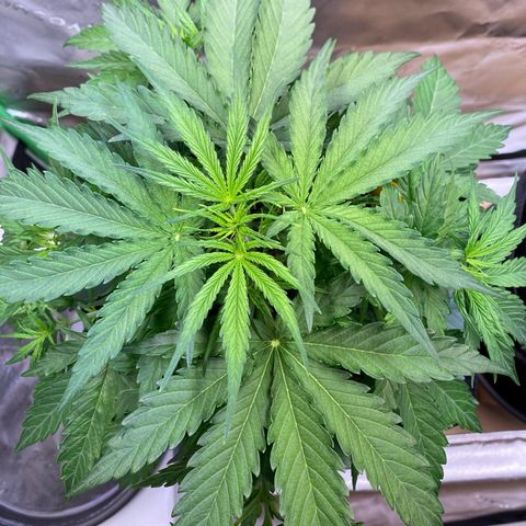 Amnesia Haze Auto growlog timeline photo