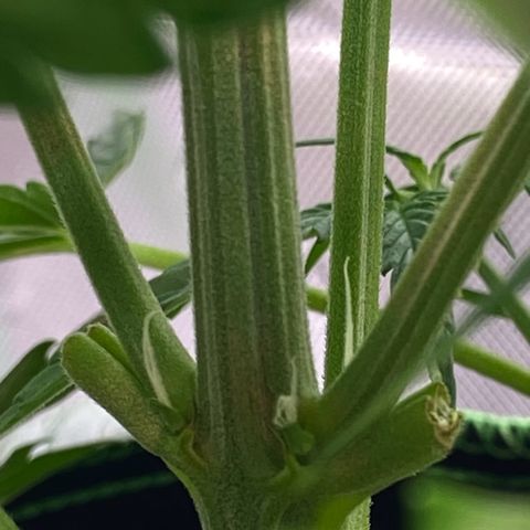 Amnesia Haze Auto growlog timeline photo
