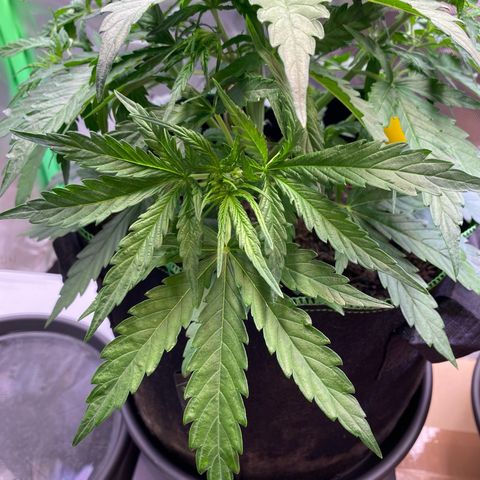 Amnesia Haze Auto growlog timeline photo