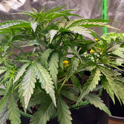 Amnesia Haze Auto growlog timeline photo