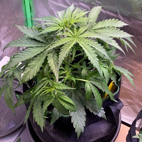 Amnesia Haze Auto growlog photo: Low stress training