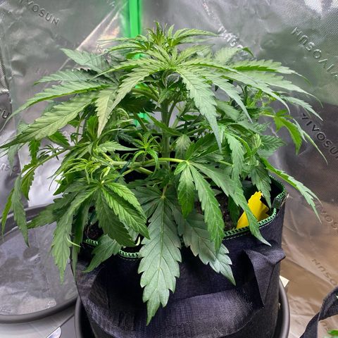 Amnesia Haze Auto growlog photo: Low stress training