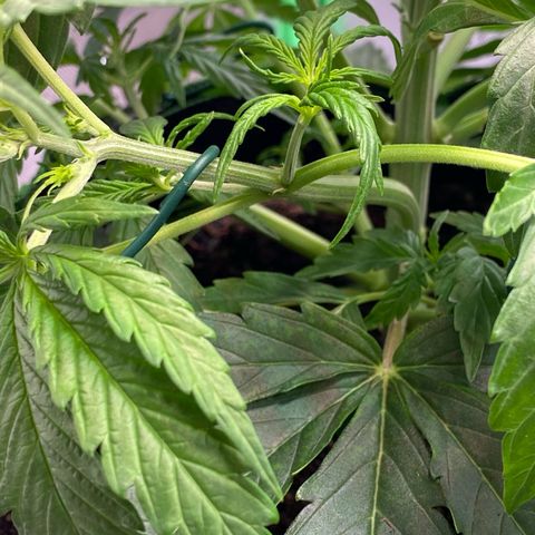 Amnesia Haze Auto growlog photo: Low stress training