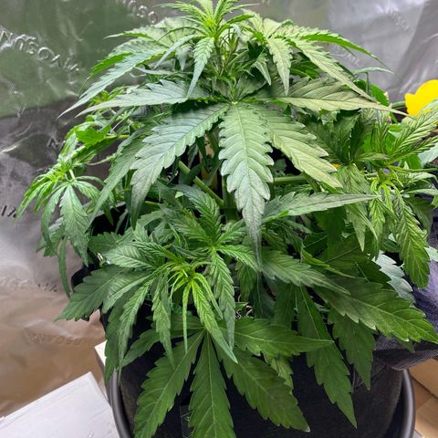 Amnesia Haze Auto growlog photo: Low stress training