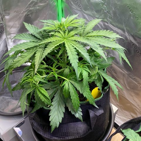 Amnesia Haze Auto growlog photo: Low stress training