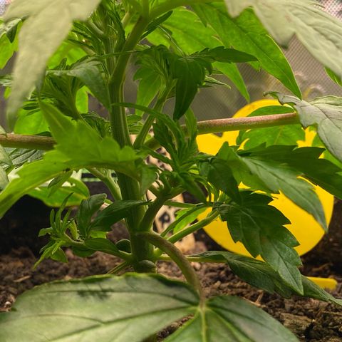 Amnesia Haze Auto growlog photo: Low stress training