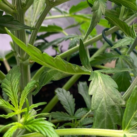 Amnesia Haze Auto growlog photo: Low stress training