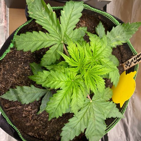 Cookies Gelato Auto growlog timeline photo