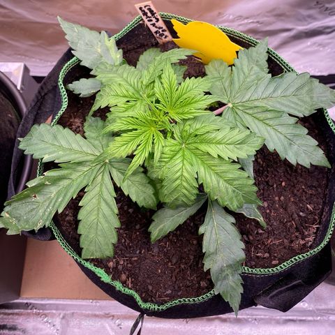 Cookies Gelato Auto growlog timeline photo