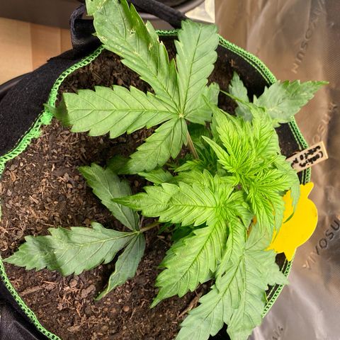 Cookies Gelato Auto growlog timeline photo