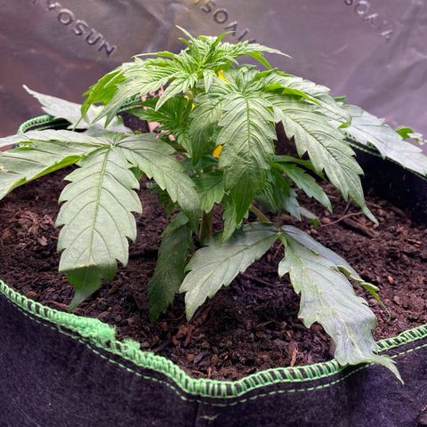 Cookies Gelato Auto growlog timeline photo