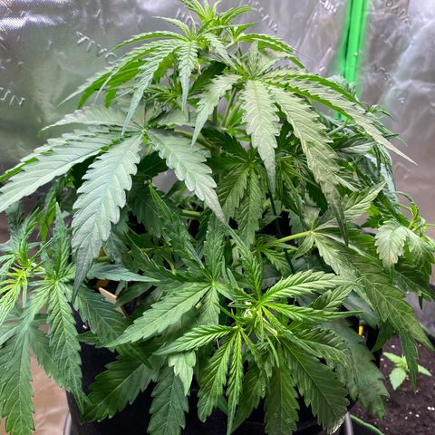 Amnesia Haze Auto growlog timeline photo
