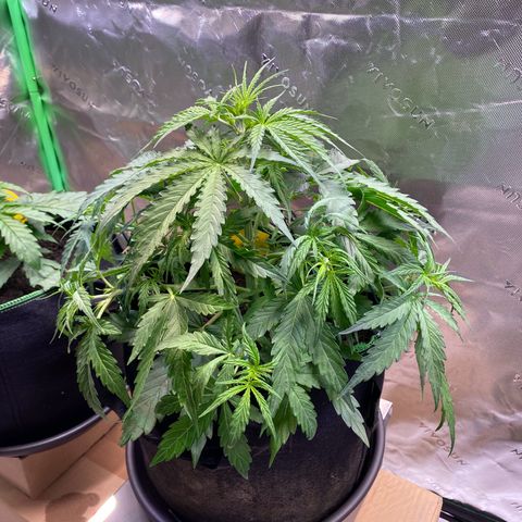 Amnesia Haze Auto growlog timeline photo