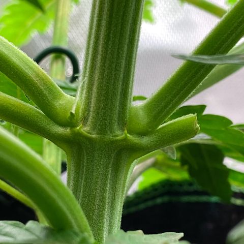 Amnesia Haze Auto growlog timeline photo