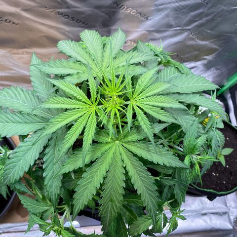 Amnesia Haze Auto growlog timeline photo