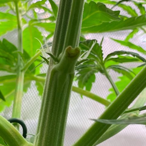 Amnesia Haze Auto growlog timeline photo