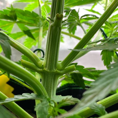 Amnesia Haze Auto growlog timeline photo