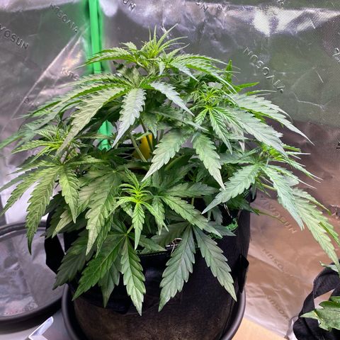 Amnesia Haze Auto growlog timeline photo