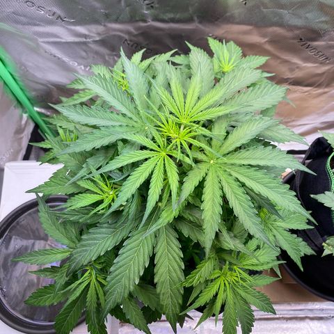 Amnesia Haze Auto growlog timeline photo