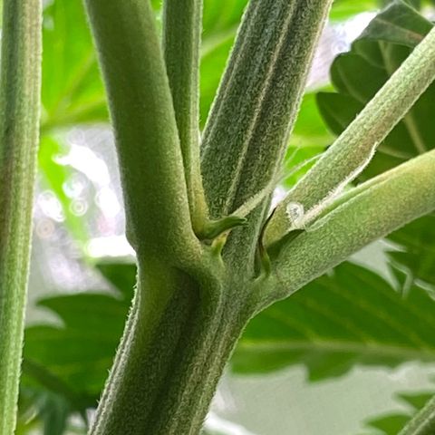 Amnesia Haze Auto growlog timeline photo