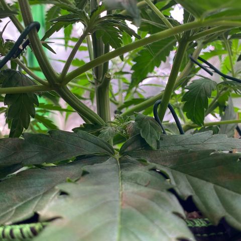 Amnesia Haze Auto growlog timeline photo