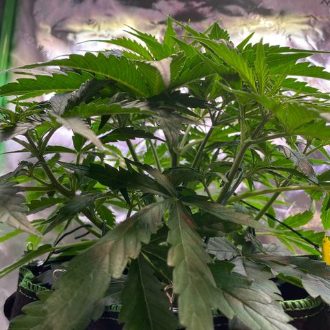 Amnesia Haze Auto growlog timeline photo