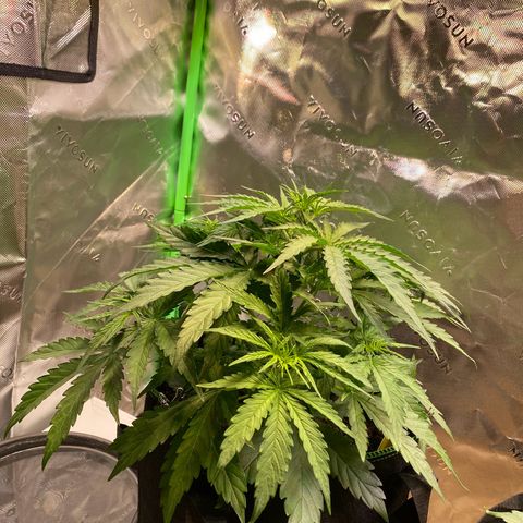 Amnesia Haze Auto growlog timeline photo