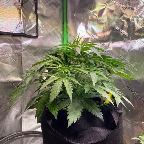 Amnesia Haze Auto growlog timeline photo