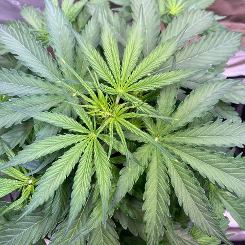 Amnesia Haze Auto growlog timeline photo