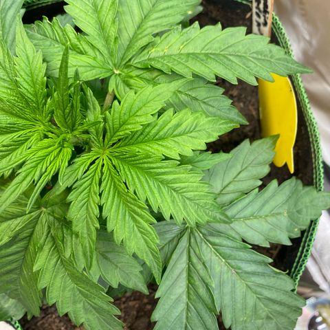 Cookies Gelato Auto growlog timeline photo