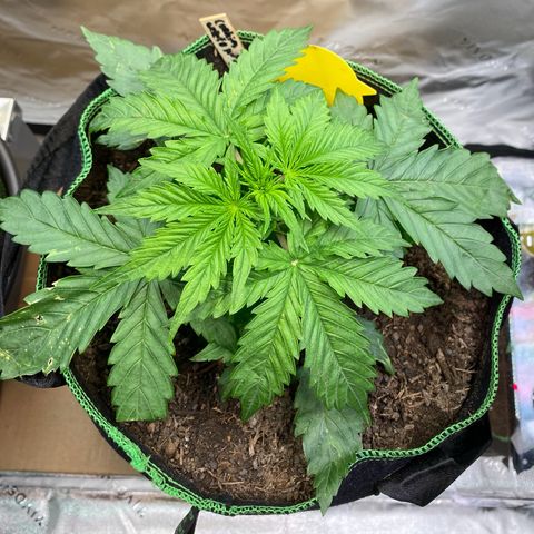 Cookies Gelato Auto growlog timeline photo