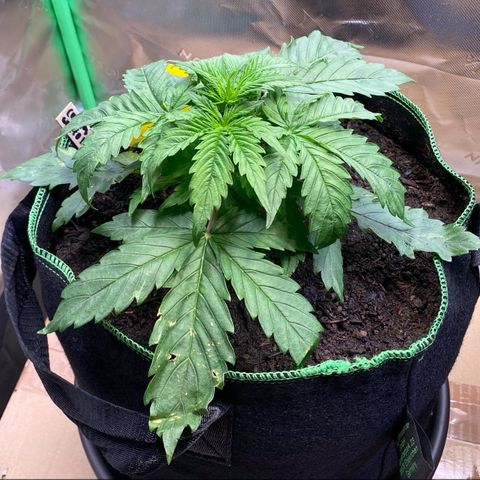 Cookies Gelato Auto growlog timeline photo